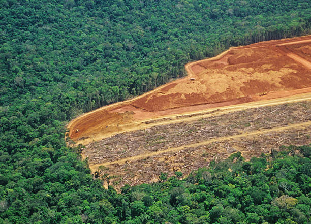 La Cosmopolitana - ¿Cómo daña la sobreproducción de alimentos a los bosques
