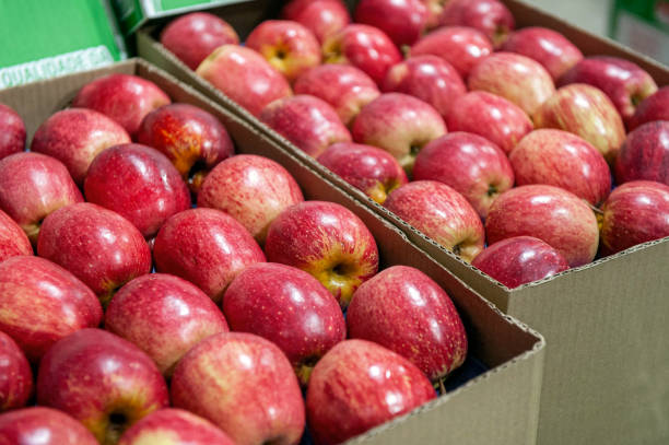La Cosmopolitana. Red de distribución de alimentos. 