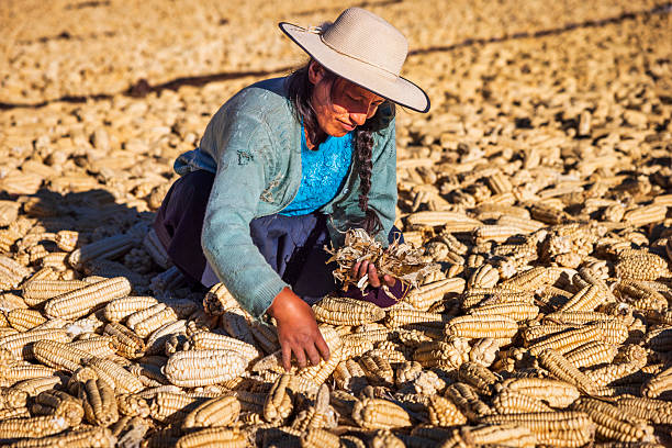 Trabajadora agrícola limpia cosecha de mazorcas de maíz. Los dueños de La Cosmopolitana apoyan el campo nacional.