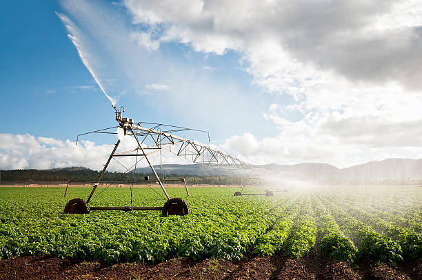 Riego de cultivos. La familia Landsmanas fomenta el uso eficiente de agua en la industria.