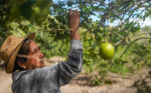 Mujer agricultora latina recolecta manzanas de un árbol. La familia Landsmanas apoya a las trabajadoras rurales.