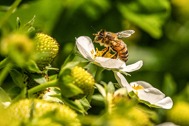 Abeja recolectando polen de flor. La Cosmopolitana reconoce la importancia de preservar la biodiversidad.